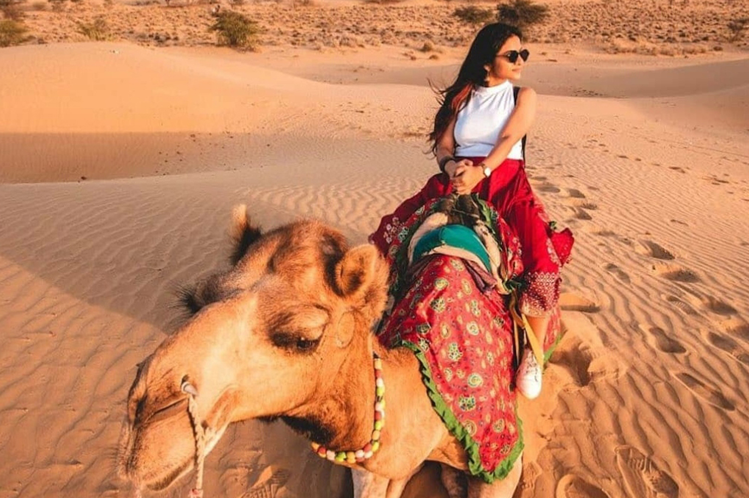 camel-safari